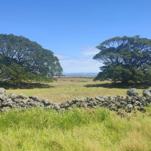 Ōtuataua Stonefields Historic Reserve
